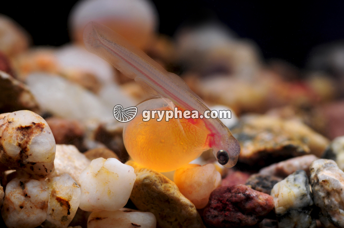 Truite - alevin juste éclos avec sa vésicule vitelline - gryphea.com